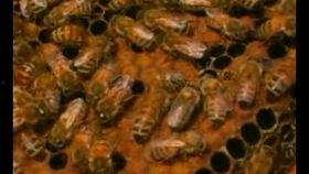 养蜜蜂视频,从蜂箱搭建到蜂蜜收获