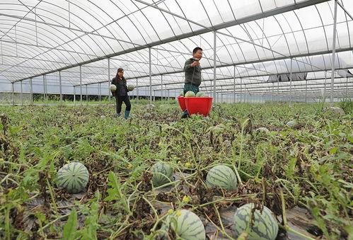 大棚西瓜种植视频