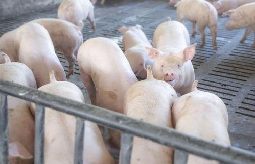 猪的养殖视频,从出生到出栏的养殖过程揭秘