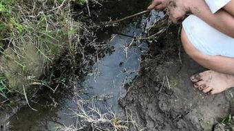 水上漂捕黄鳝视频