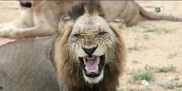 罗恩杀死雄狮视频资源