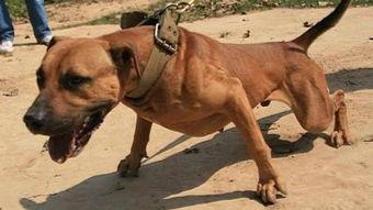 比特犬打猎视频,视频解析猎场风云