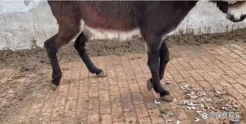 毛驴养殖视频,从新手到专家的养殖技巧揭秘
