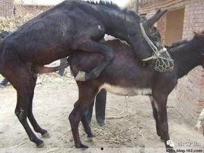 母驴发情视频,自然繁殖现象的生动展现