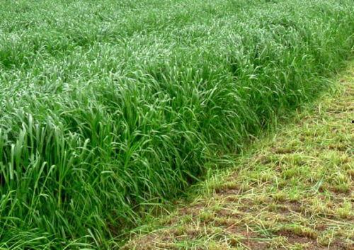 黑麦草视频,绿色生机，生态农业新宠