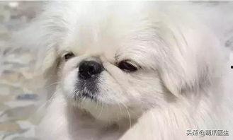 北京犬视频,忠诚与活力的完美结合