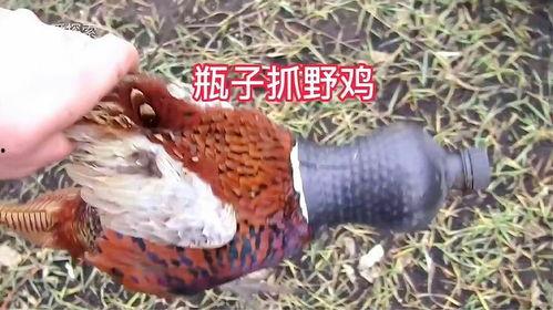 捕捉山鸡视频